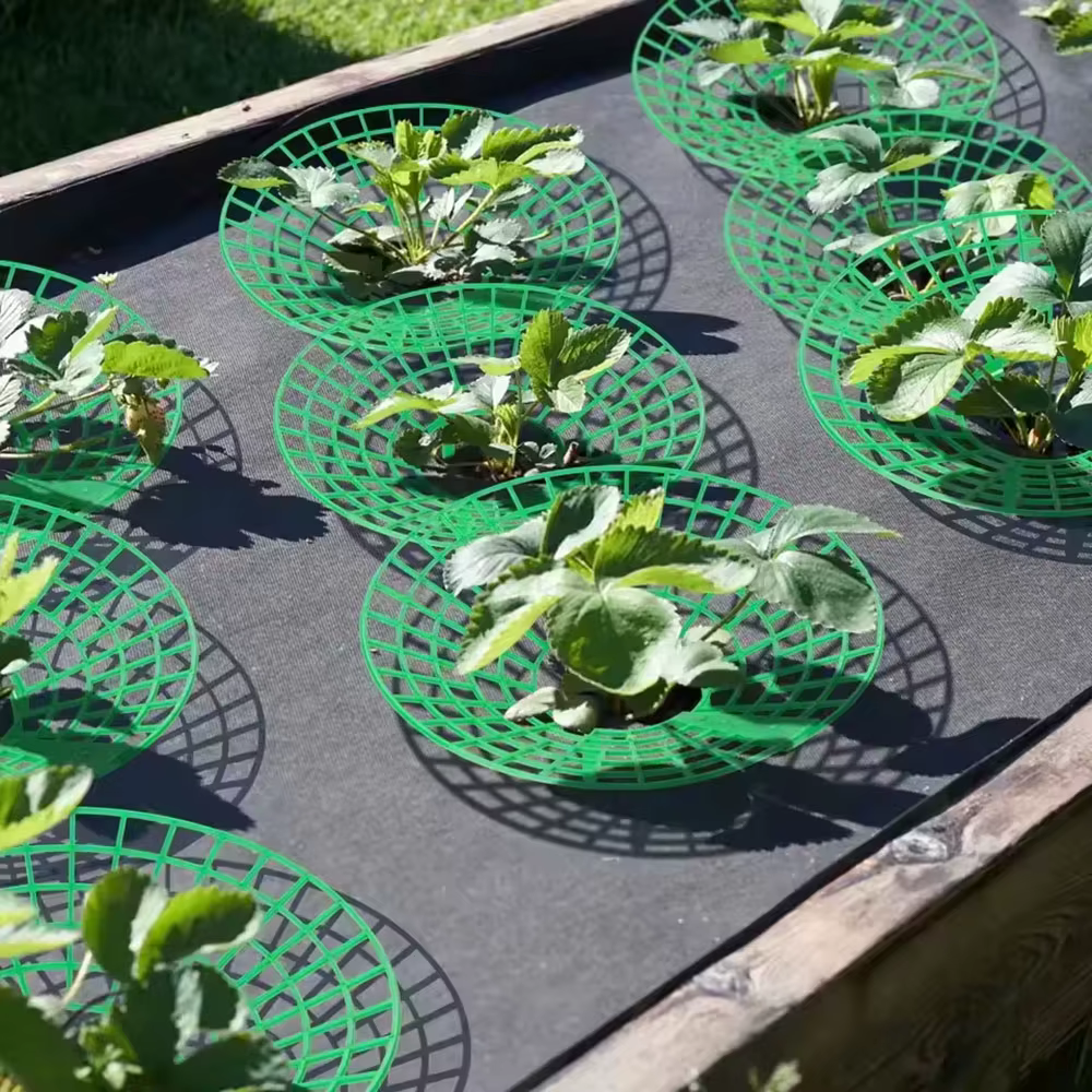 Supports pour plantes à fraises
