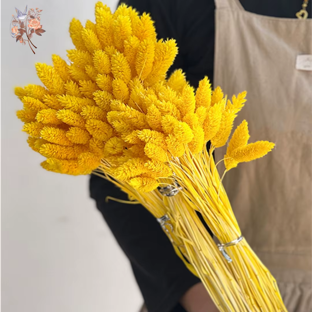 100 pièces de fleurs séchées naturelles Phalaris pour remplissage de vase