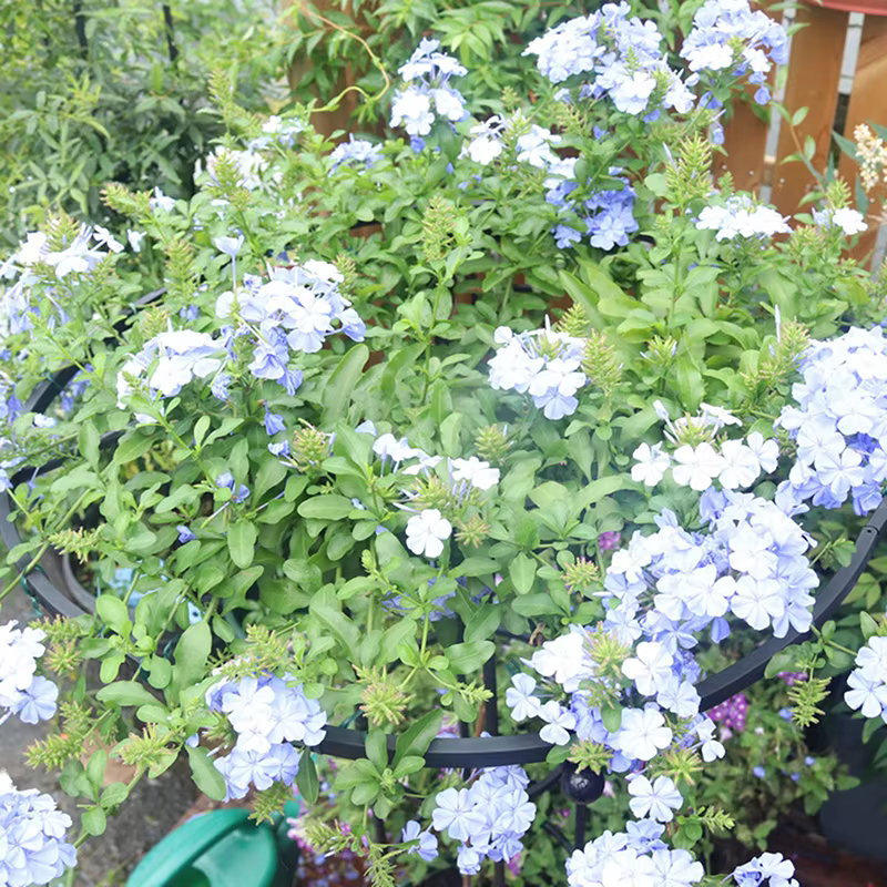 Treillis de Jardin pour Plantes Grimpantes