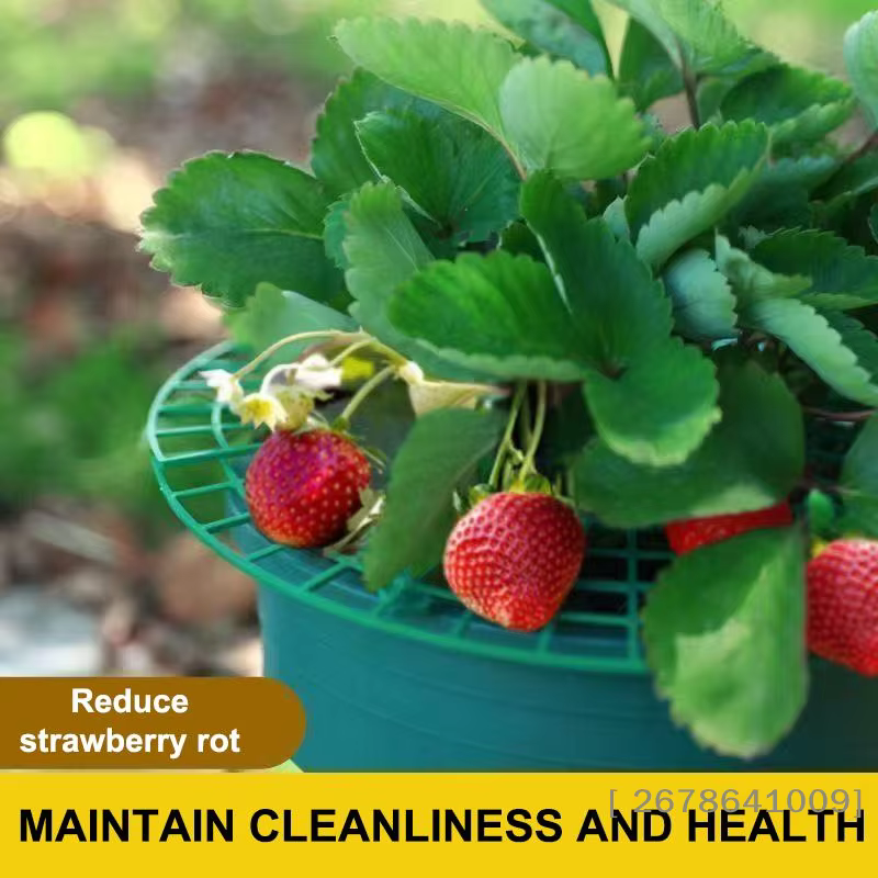 ⚑ Support pour plantes de fraises avec pieds