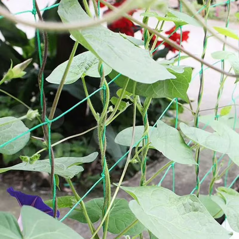 Filet en treillis pour plantes grimpantes