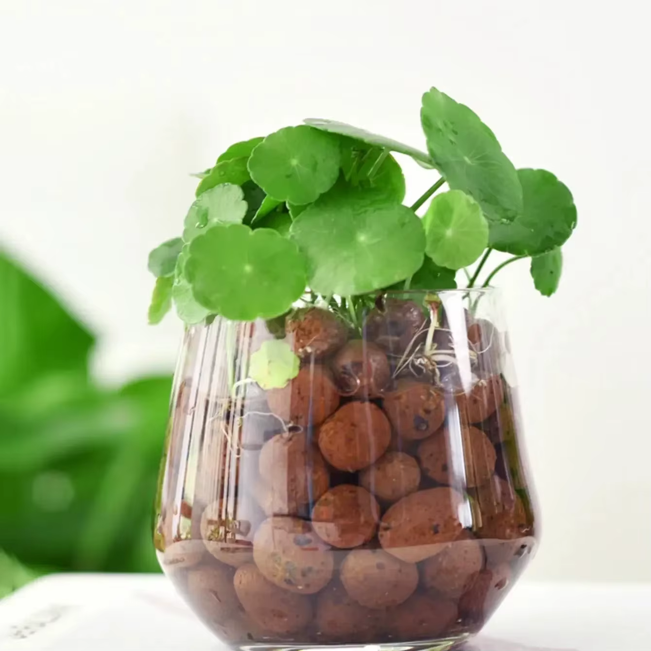 Boules Leca en argile pour plantes