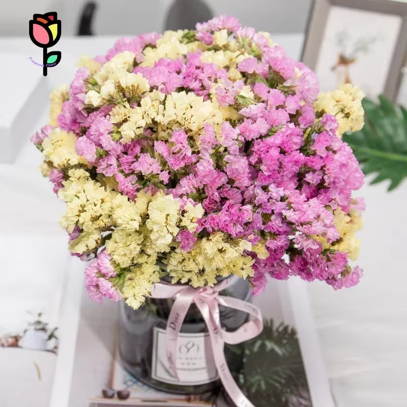 120g fleurs séchées naturelles oubliez-moi pas Bouquets décoration de mariage