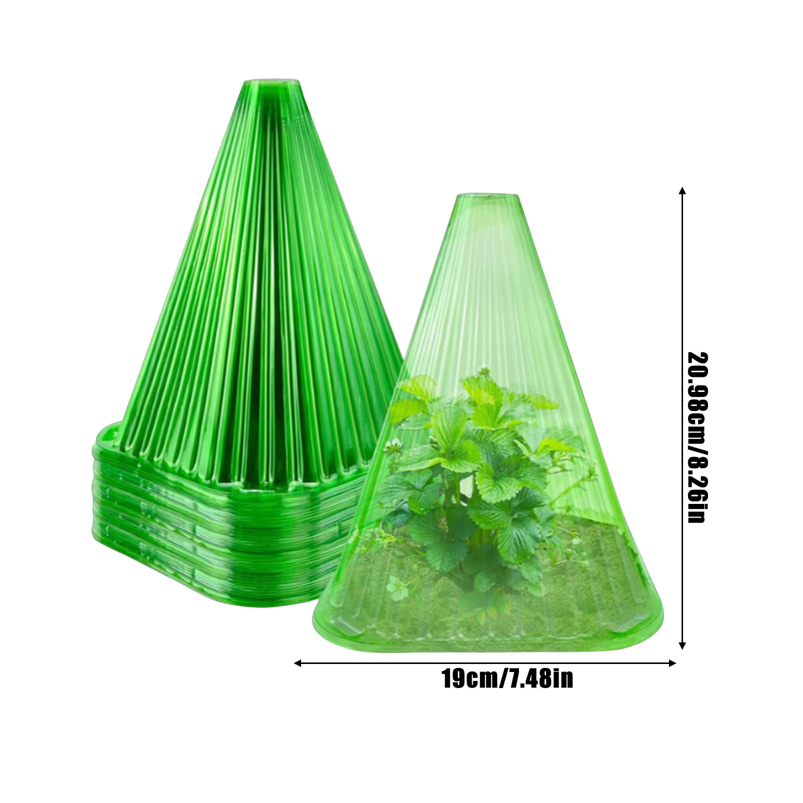 Cloche de plantes vertes