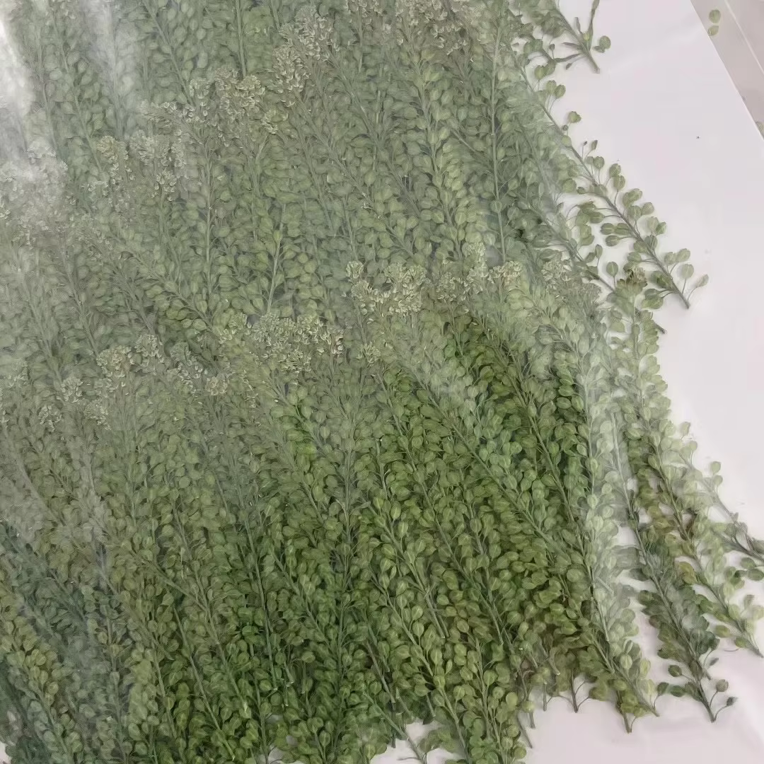 250 feuilles de Lepidium Apetalum pressées et séchées