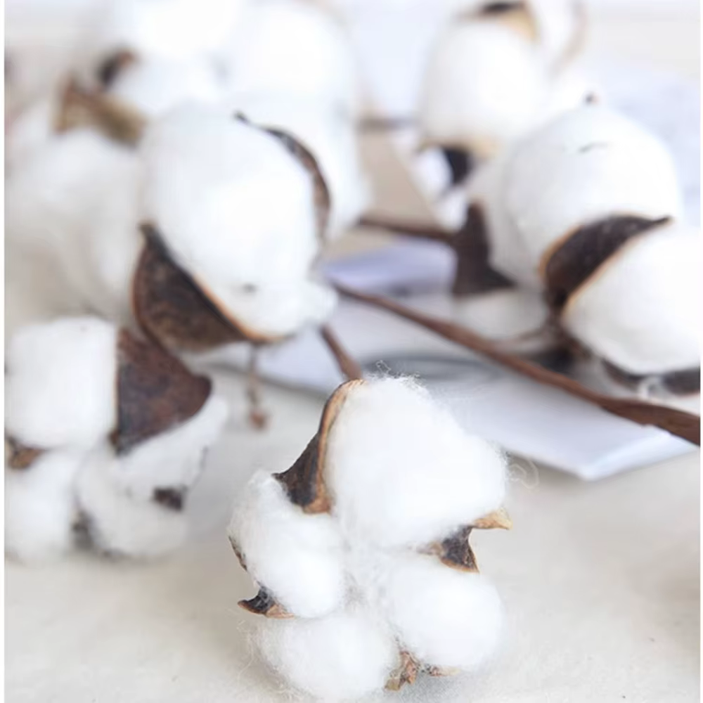 Fleurs de coton séchées naturellement