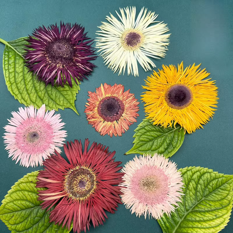 1 pièce, Kit d'artisanat de fleurs de gerbera séchées