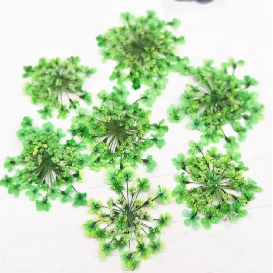 Ammi Majus – plantes à fleurs pressées et séchées