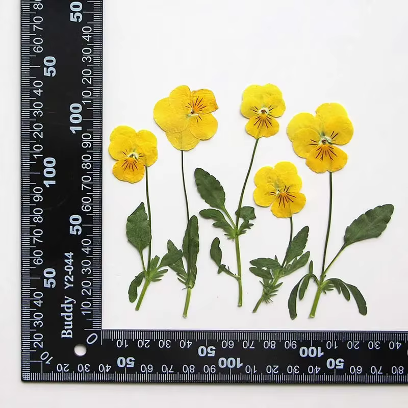 Véritables branches séchées naturelles PMurcia Viola Cornuta Fowers