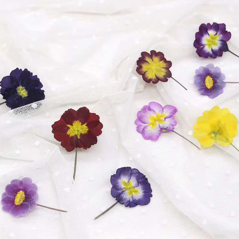 48 pièces de fleurs séchées de primrose européenne