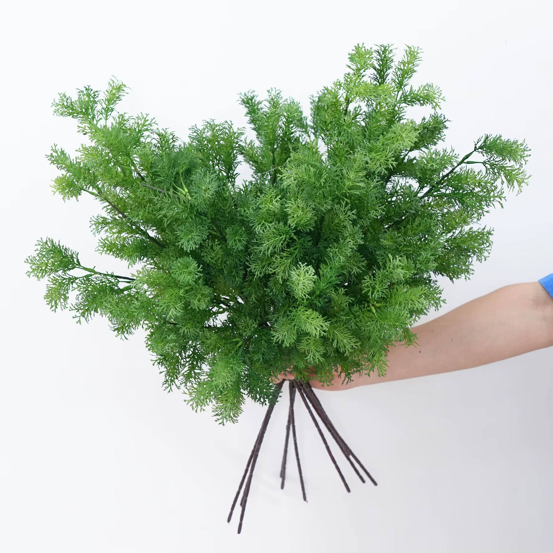 Plantes vertes H5455, herbe de roseau