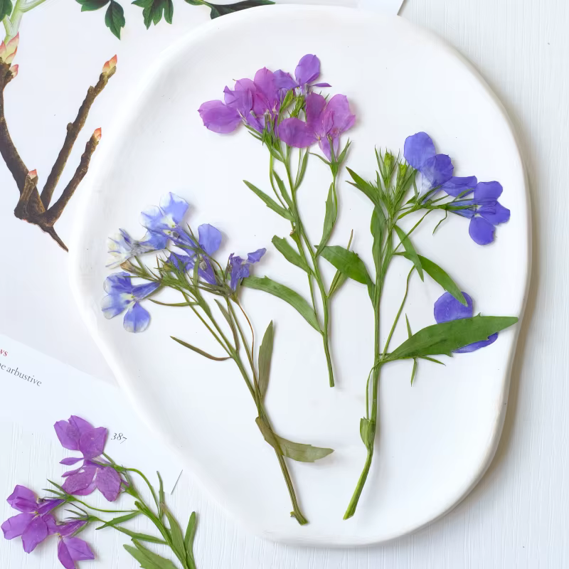 6 pièces/8-13 cm, fleurs séchées pressées naturelles Lobelia Erinus avec tiges