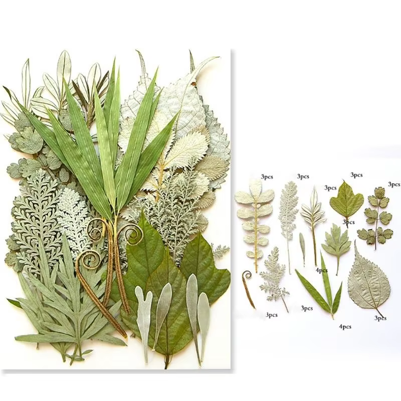 40ja Plante feuilles séchées pressées