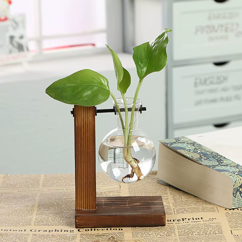 Vases de plantes hydroponiques de terrarium