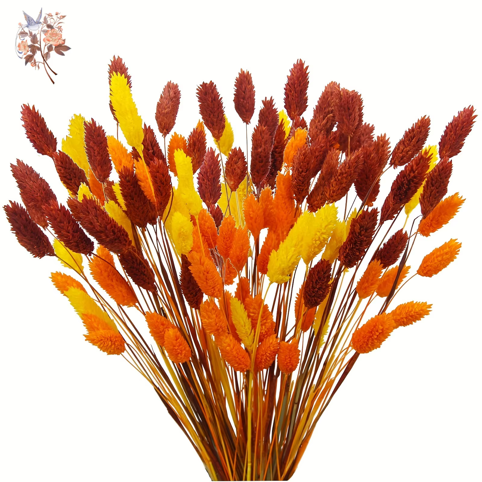 100 pièces de fleurs séchées naturelles Phalaris pour remplissage de vase