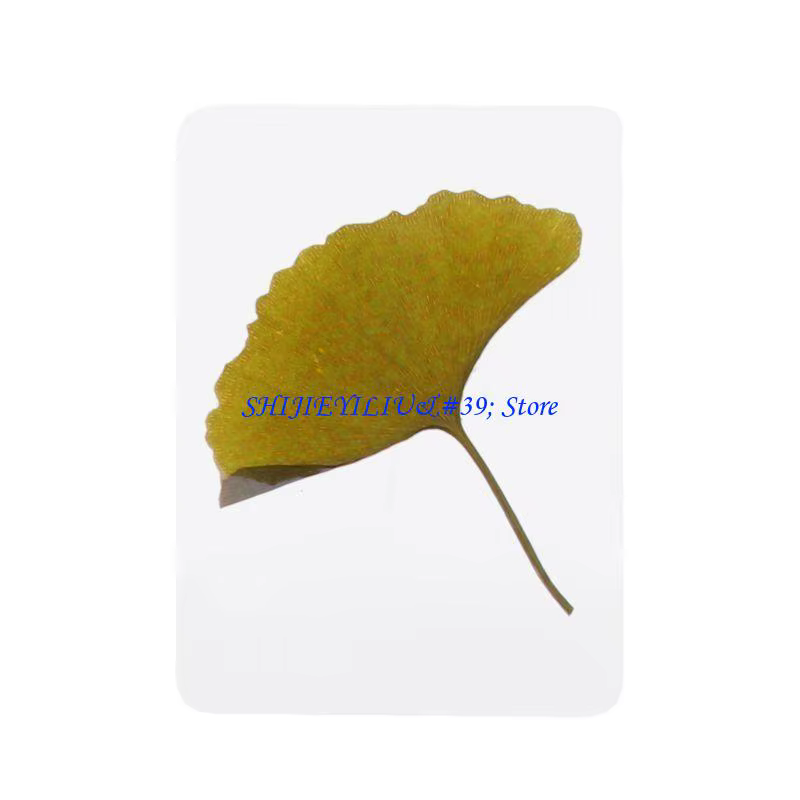 Mélange feuilles fleurs pressées E21F