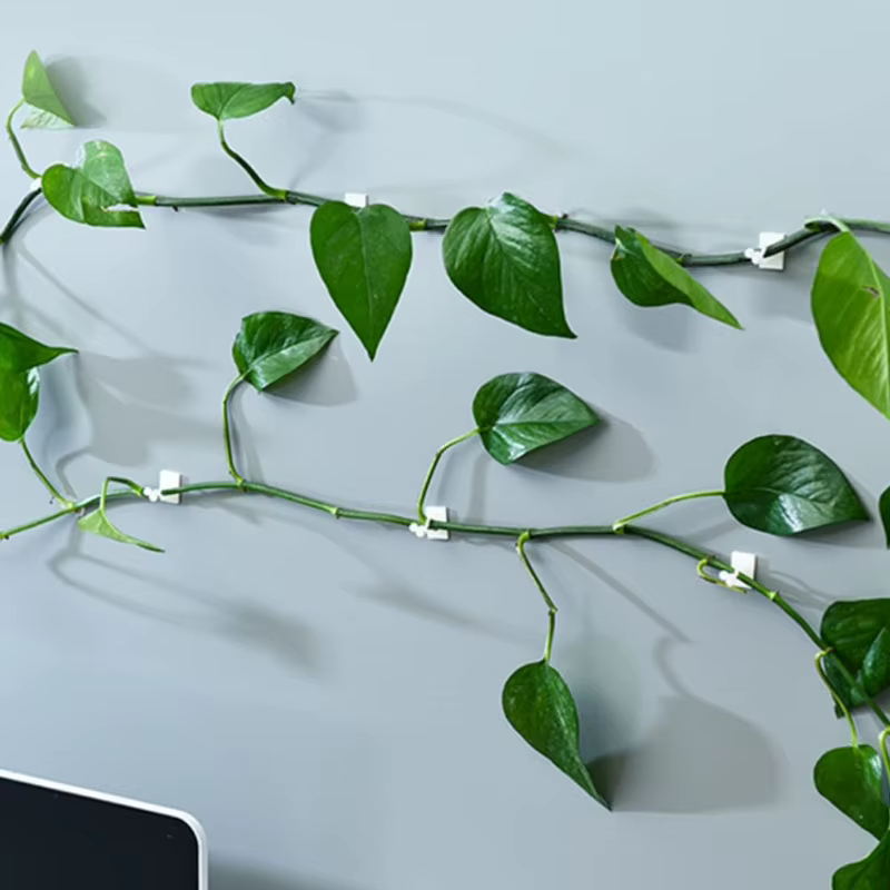Clips de Support de Plantes pour Fleurs Grimpantes