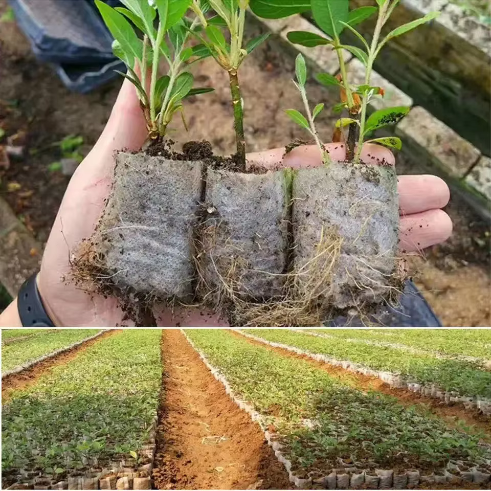 Sacs de pépinière de graines biodégradables