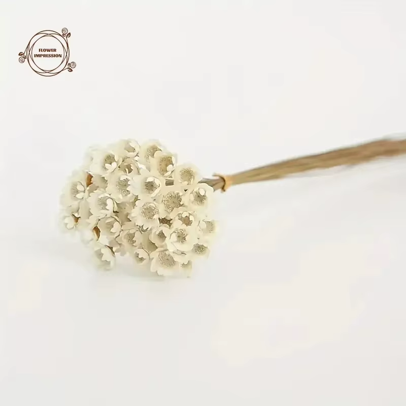 Petite étoile naturelle marguerite fleurs séchées décor de mariage
