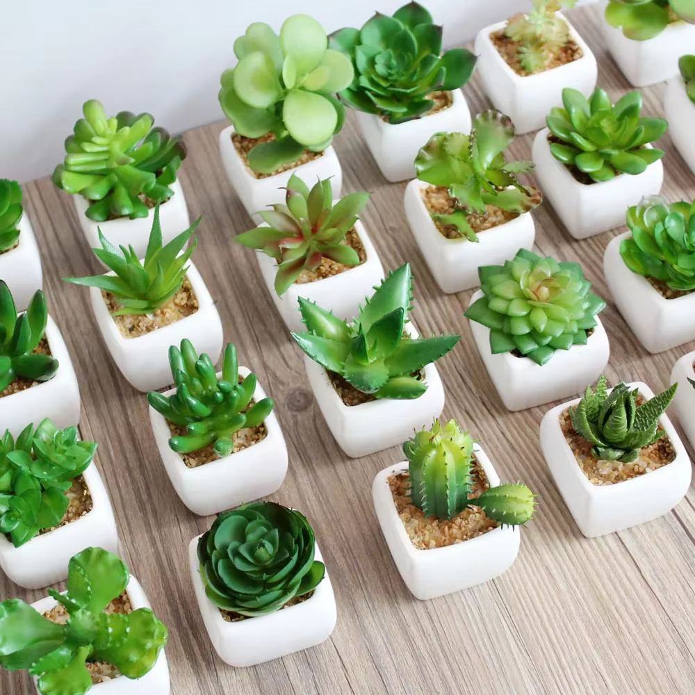 Plantes vertes succulentes artificielles