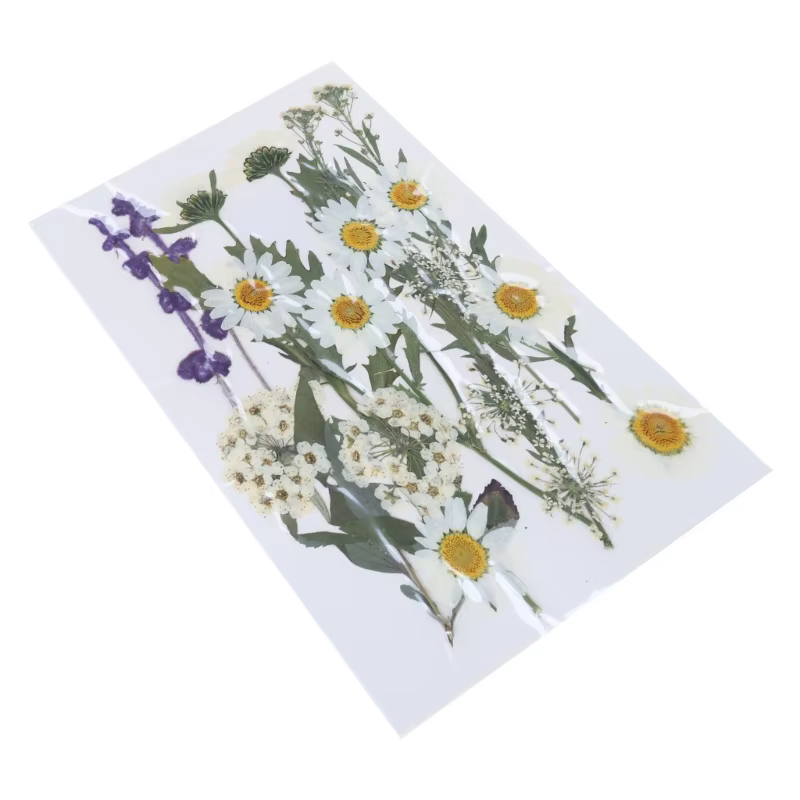 Fleur séchée pressée pour moules en résine
