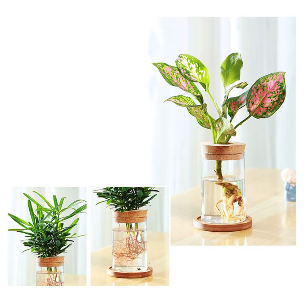 Pot de fleur hydroponique transparent pour la maison