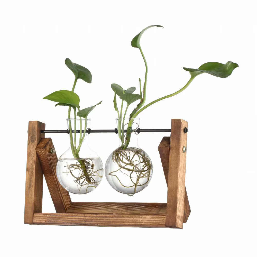 Vase en verre pour plantes hydroponiques