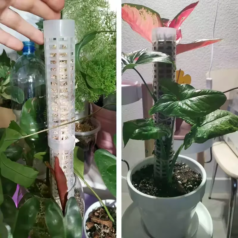 6 Piques à mousse en plastique pour plantes grimpantes d'intérieur