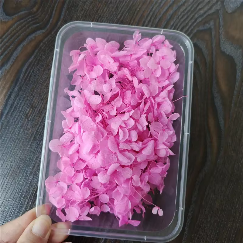 Fleur éternelle d'hortensia Anna préservée sous cloche en verre