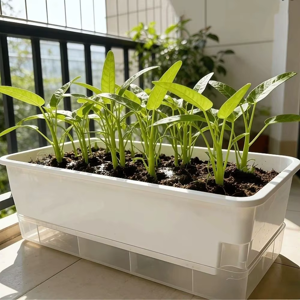Pots de culture hydroponique en plastique épaissi