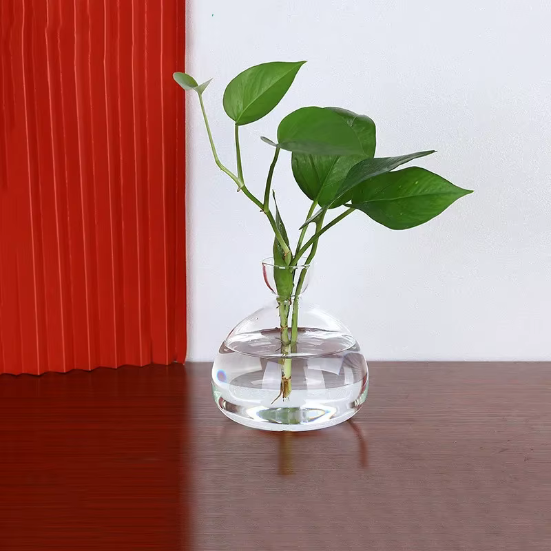 Kit de culture de graines d'avocat transparent – Vase en verre pour démarreurs de plantes