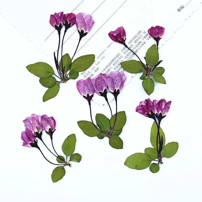 12 Pièces de Fleurs Séchées de Bégonia avec Feuilles pour Remplissage de Moules en Résine Époxy DIY