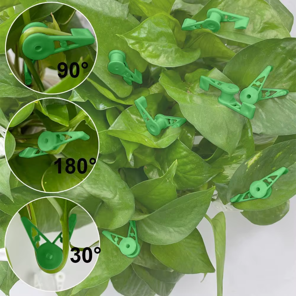 Clips d'entraînement pour cintreuse de Branches de plantes