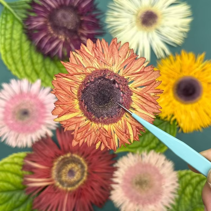 1 pièce, Kit d'artisanat de fleurs de gerbera séchées