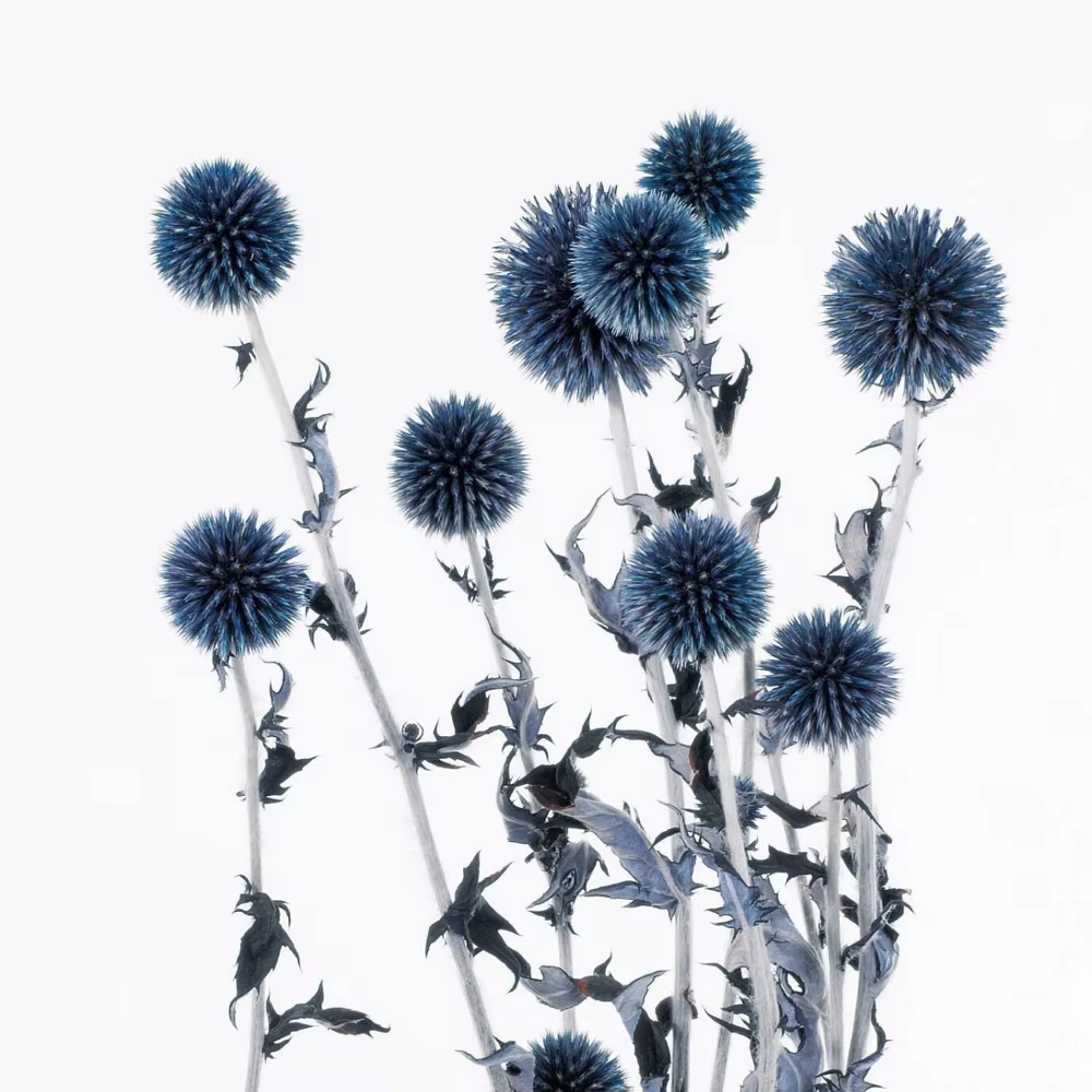 Bouquet de Fleurs vaccées Naturelles de Style Nordique