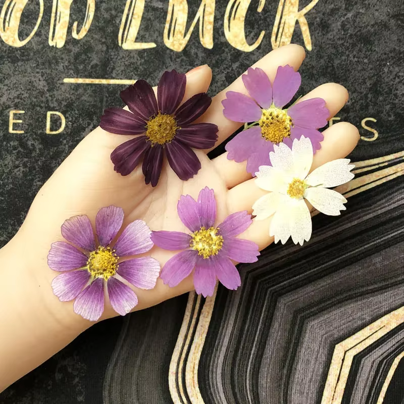 50X séché pressé naturel violet blanc Cosmos Galsang fleurs plante herbier pour carte postale cadre Photo bijoux signet bricolage