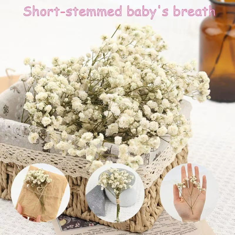 Paquet 50 fausses fleurs gypsophile séchées avec tiges vertes pour bouquets