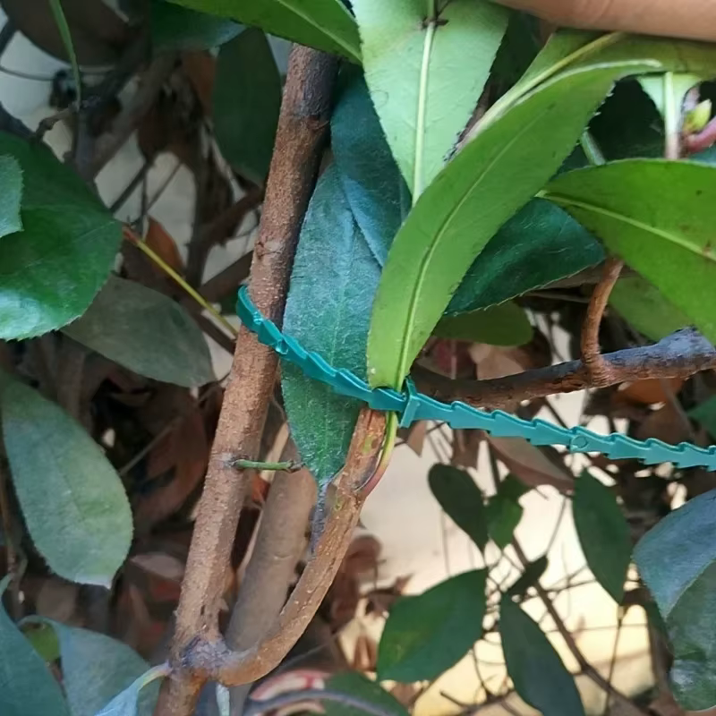Attaches de câble réglables en plastique pour plantes