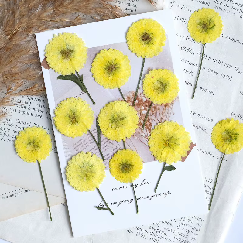 12 pièces/6-9 cm, nature Helichrysum pressé fleurs séchées bricolage bougie résine aromathérapie incrusté plante cadre Photo matériaux artisanaux