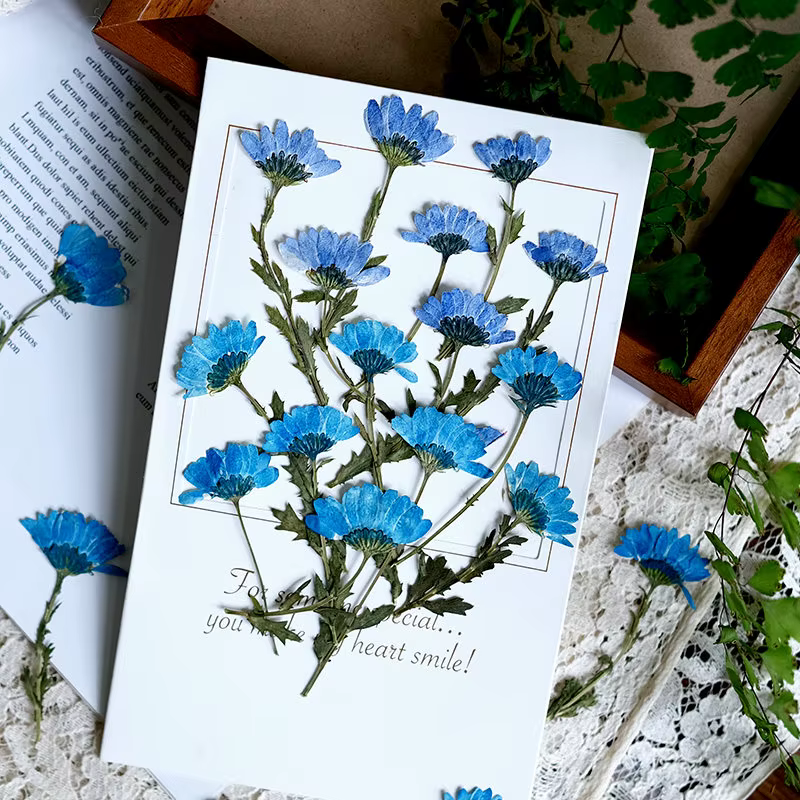 12 pièces, fleurs de chrysanthème séchées