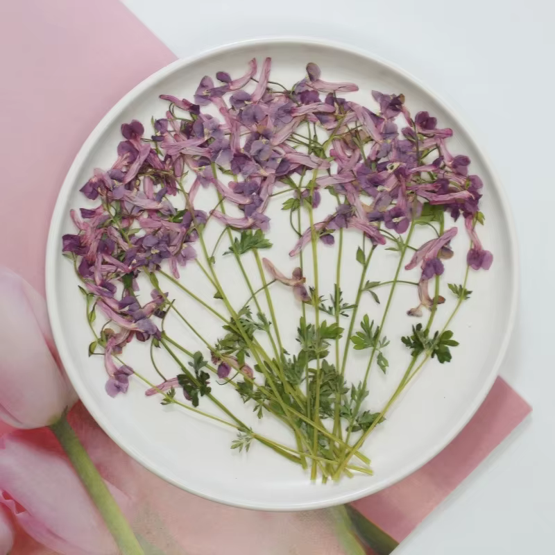 Fleurs séchées pressées de plantes sauvages naturelles pour DIY