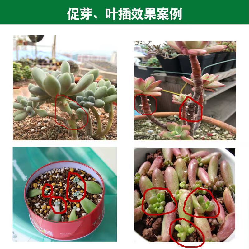 Plante succulente de 300ml