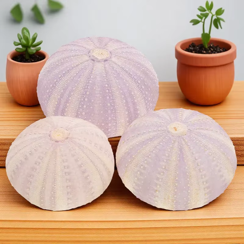 Coquille d'orchin séchée naturelle