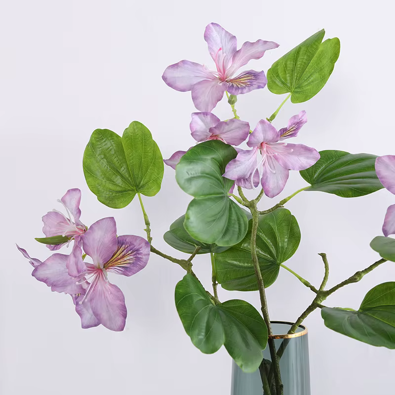 Branche de fleur Bauhinia blanche