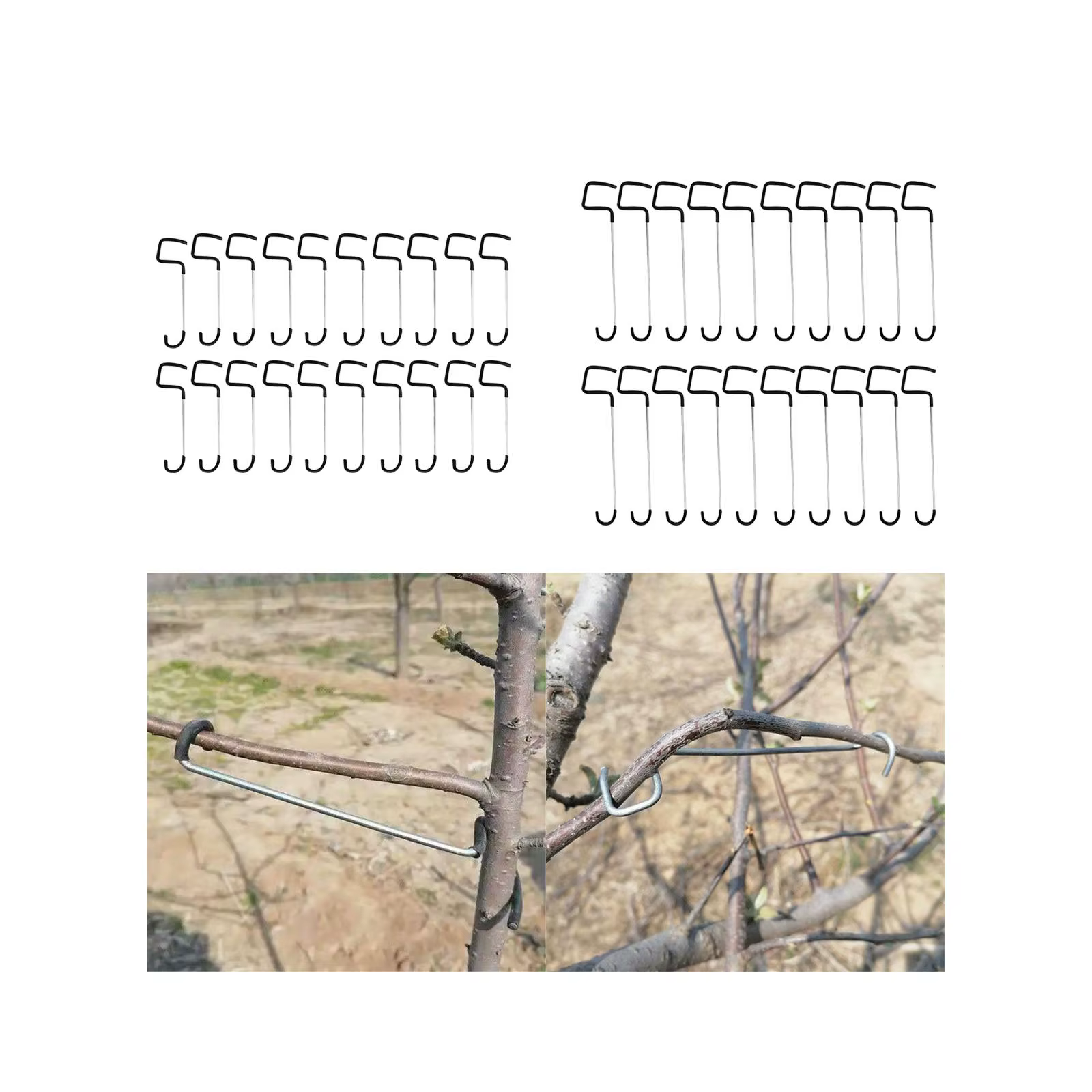 Branches d'Arbre Fruitier