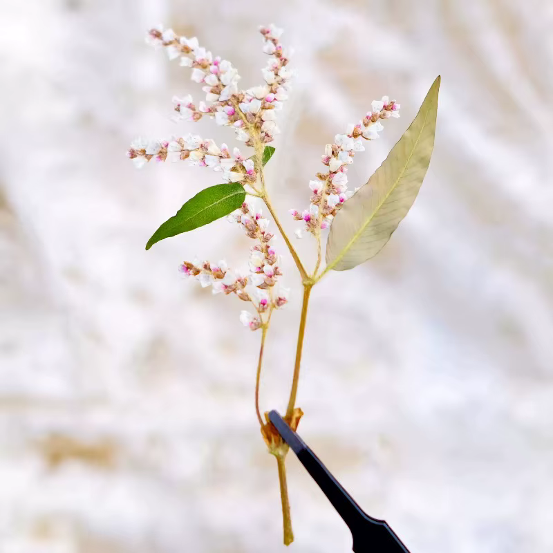12 pièces, fleurs pressées séchées de sarrasin naturelles