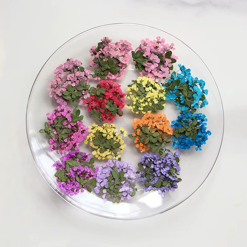 2-3cm/12pcs, Petites fleurs pressées