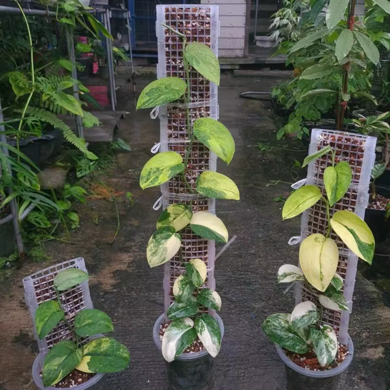 Support en plastique pour plantes vertes