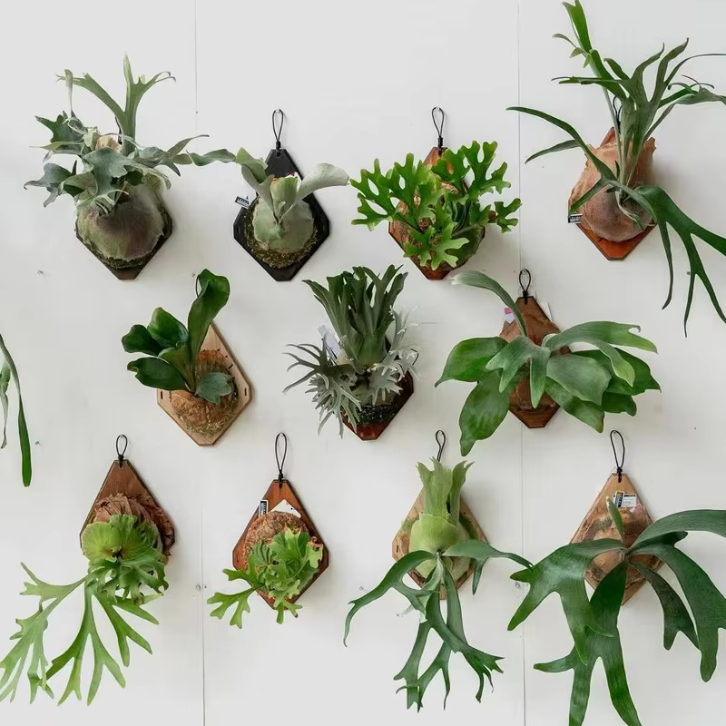 Nouvelle Planche Murale en Bois pour Plantes