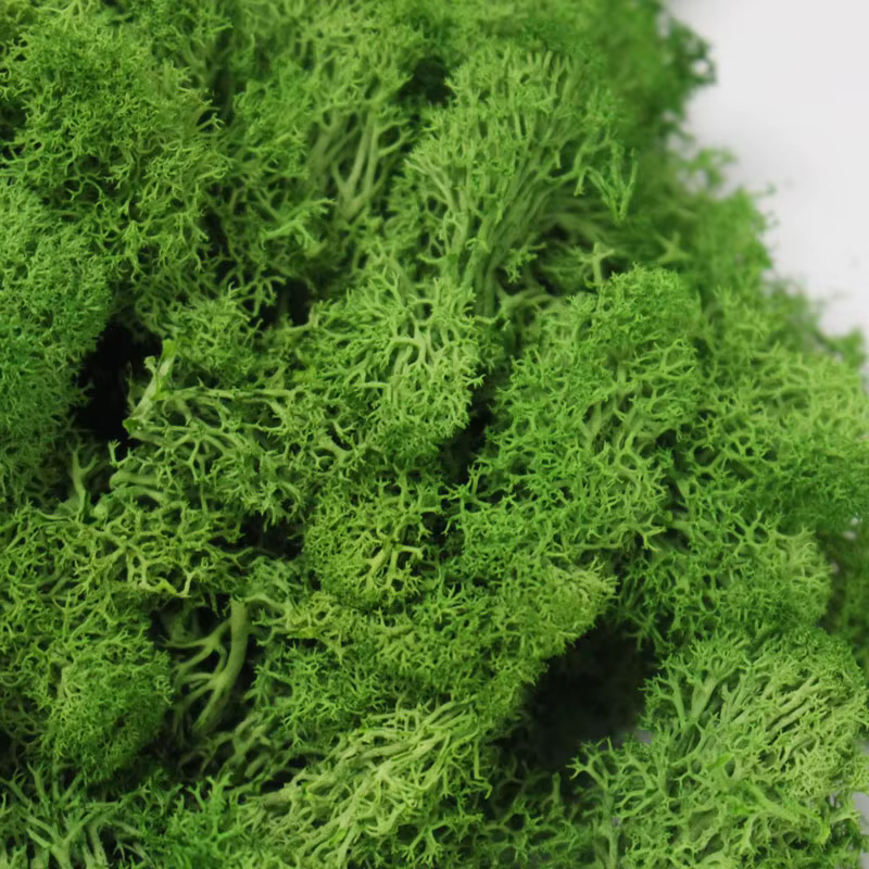 Mousse de plantes artificielles pour la décoration murale de la maison
